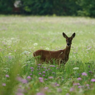 Plants deer eat include a lot of native wildflowers and of course, hosta.