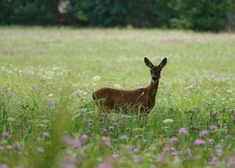 Plants deer eat include a lot of native wildflowers and of course, hosta.