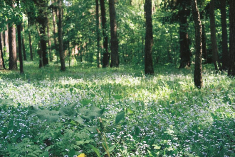 Forest gardens have many zones.