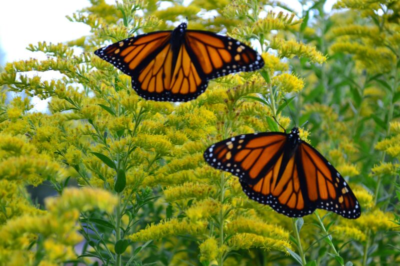 Goldenrod is one of the key fall flowering plants that are native to New York State.