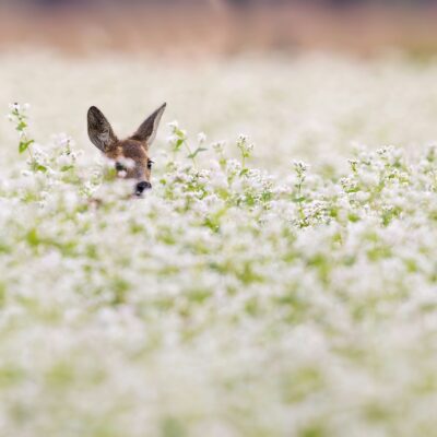 protect native plants from deer