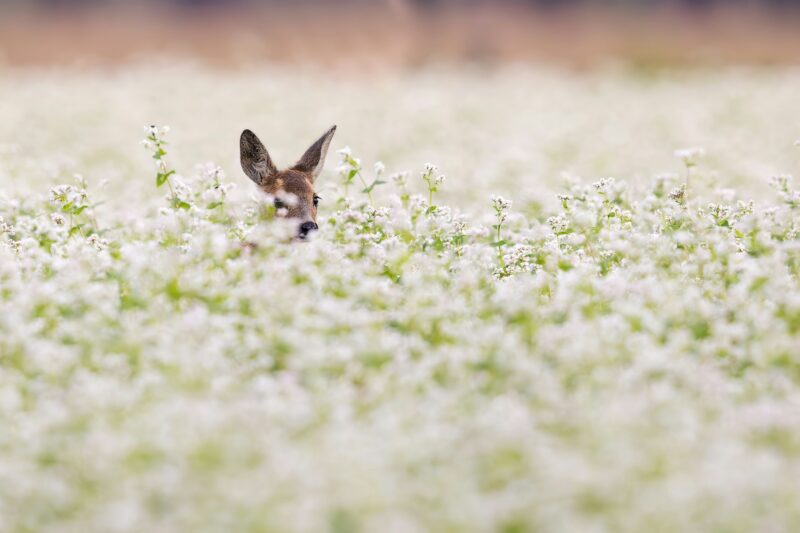 protect native plants from deer