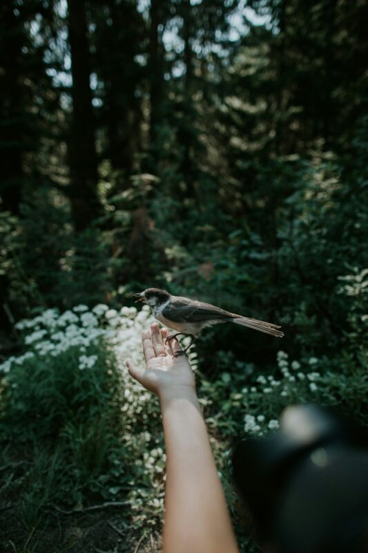 Forest gardening is for the birds.