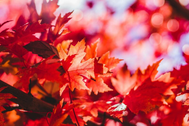 Red Maple tree leaves are stunning!