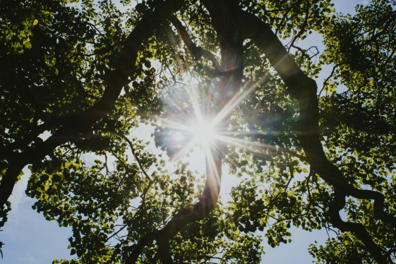 Forest gardening involves keen observation skills in practice. Where are your surprise sunspots?