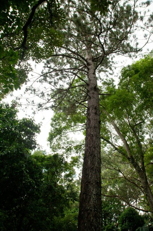 Pine tree gardening