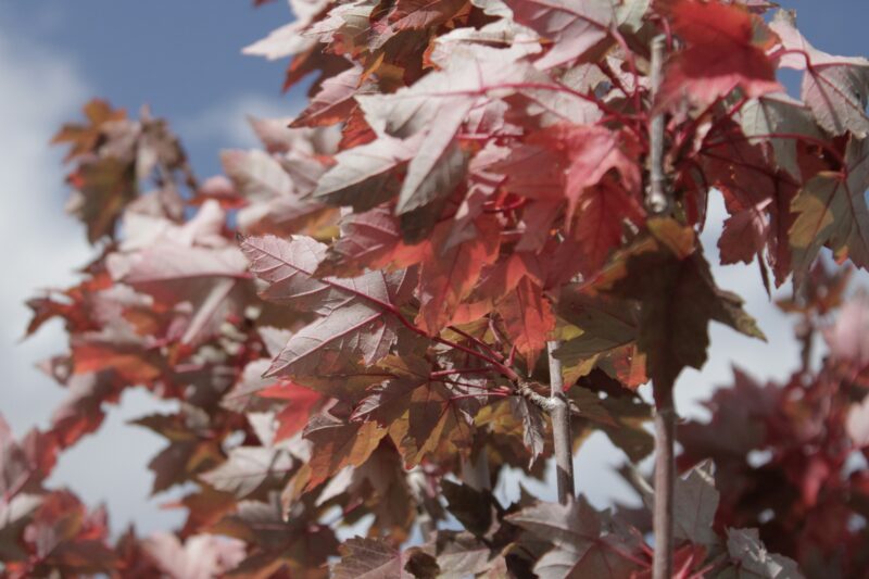 Is it the Norway "Crimson King" Maple or the native Acer rubrum? Keep reading for tips on keying out the Red Maple tree.