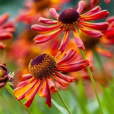 Helenium is one of the prettiest fall flowering low maintenance plants that are native to New York State.