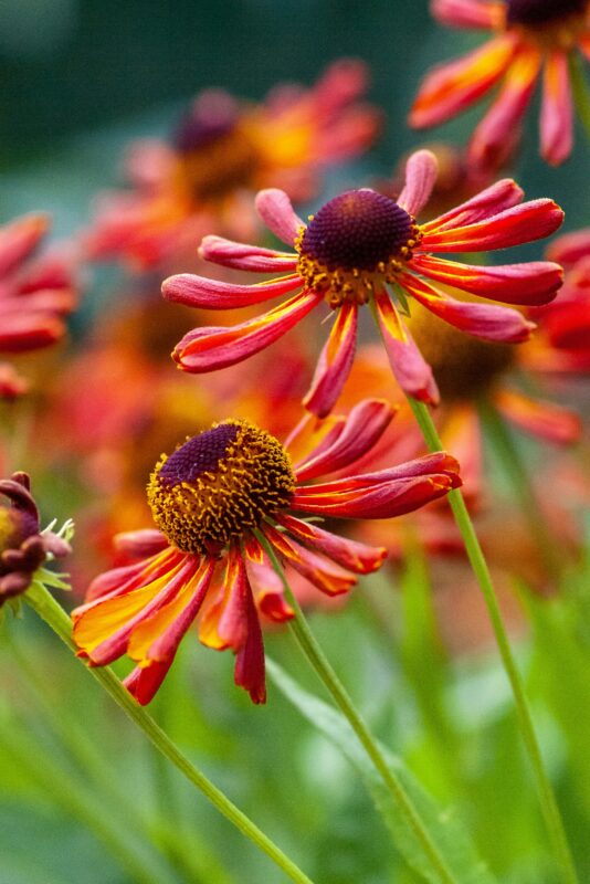 Helenium is one of the prettiest fall flowering low maintenance plants that are native to New York State.