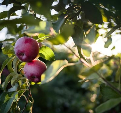 Apple picking in upstate NY photos.