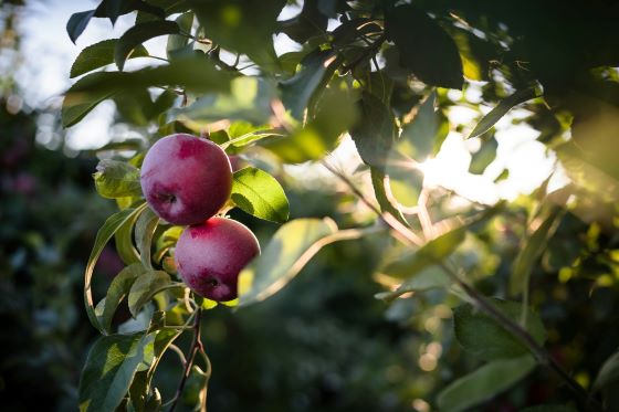 Apple picking in upstate NY photos.