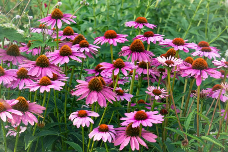 Coneflower is a low maintenance plant for sure.