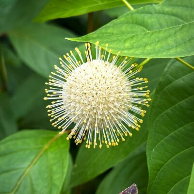 Swamp plants like Buttonbush.