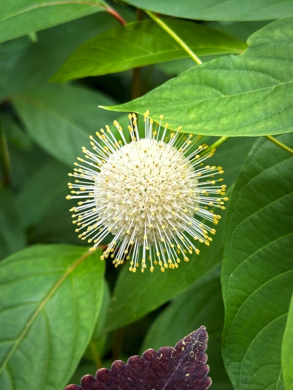 Swamp plants like Buttonbush.