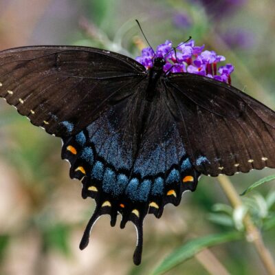 Butterfly garden kit.