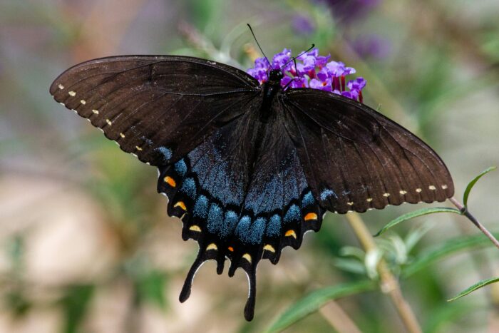 Butterfly garden kit.