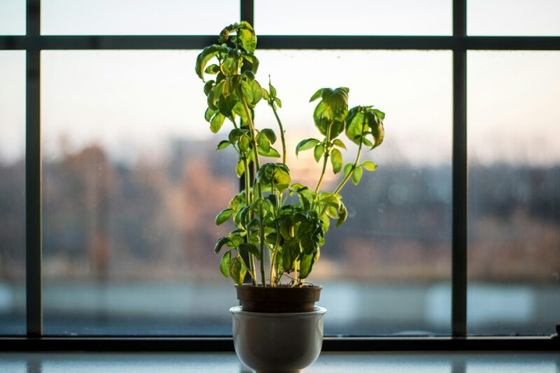 Indoor herb garden scene.