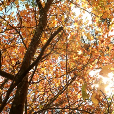 Is it a Norway Maple or a Sugar Maple?