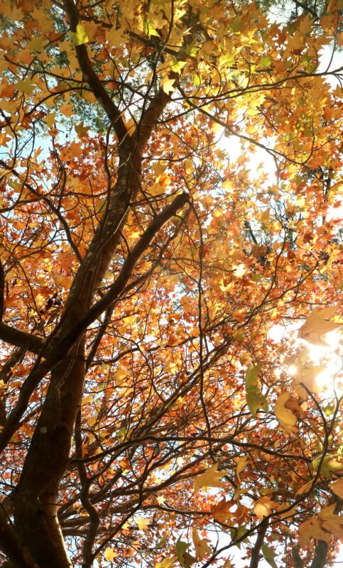 Is it a Norway Maple or a Sugar Maple?