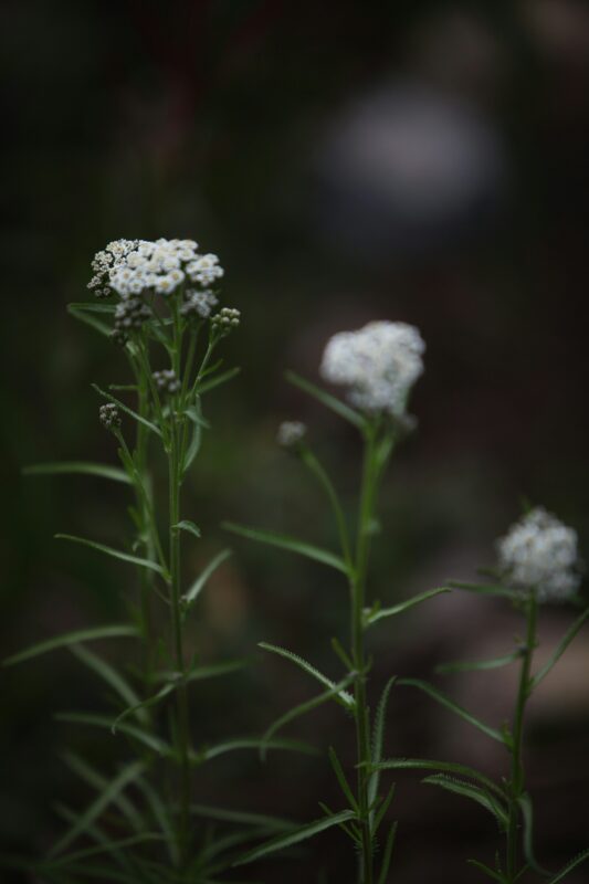 Is Yarrow one of the low maintenance plants? You decide.