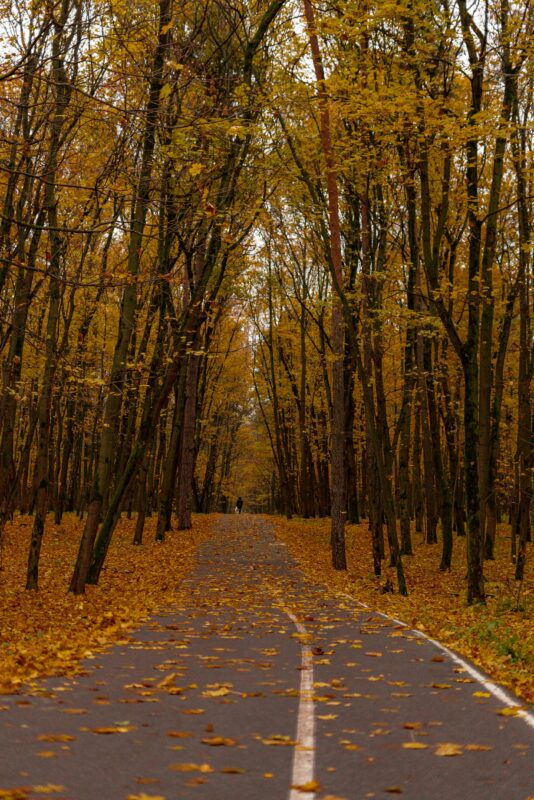 The yellow leaves of a Norway Maple in autumn are lackluster.