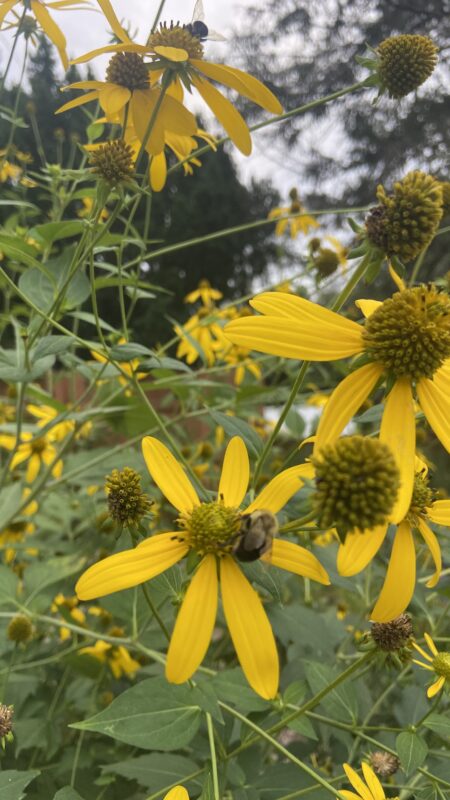 Cutleaf Coneflower (Rudbeckia laciniata)