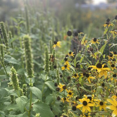 Giant Yellow Hyssop (Agastache nepetoides) and Rudbeckia triloba are NY native plants in a garden.