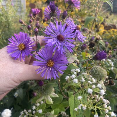 Aromatic Aster (Symphyotrichum oblongifolium) and White Snake root (Eupatorium rugosum) in the climate change gardens.