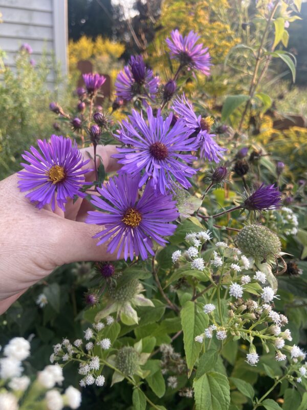 Aromatic Aster (Symphyotrichum oblongifolium) and White Snake root (Eupatorium rugosum) in the climate change gardens.