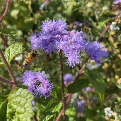 Blue Mistflower is a pollinator magnet.