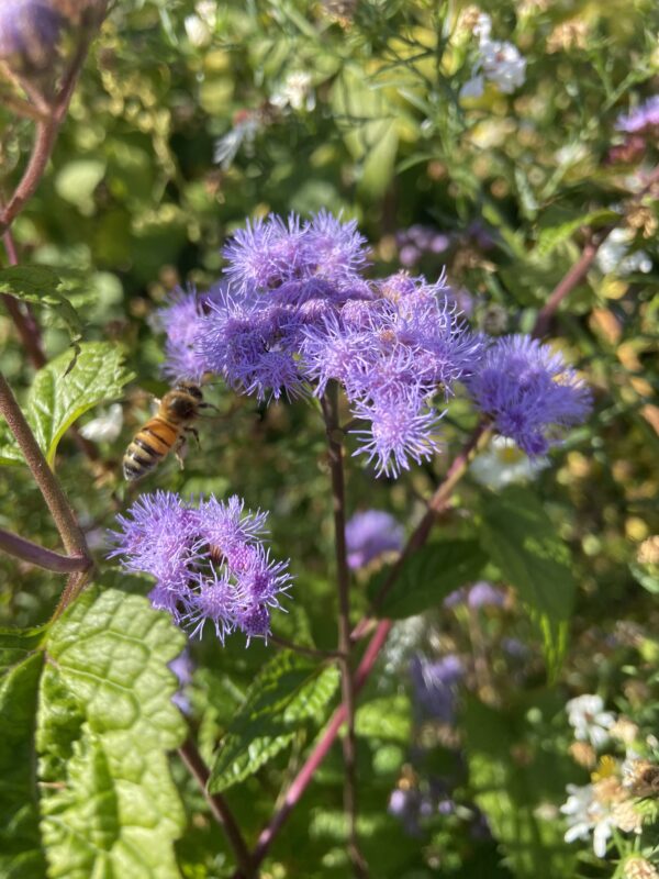 Blue Mistflower is a pollinator magnet.