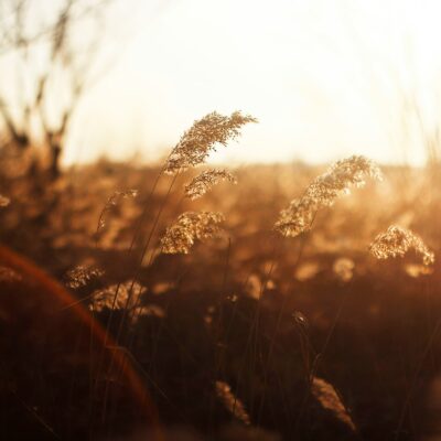 Wildflower seeds