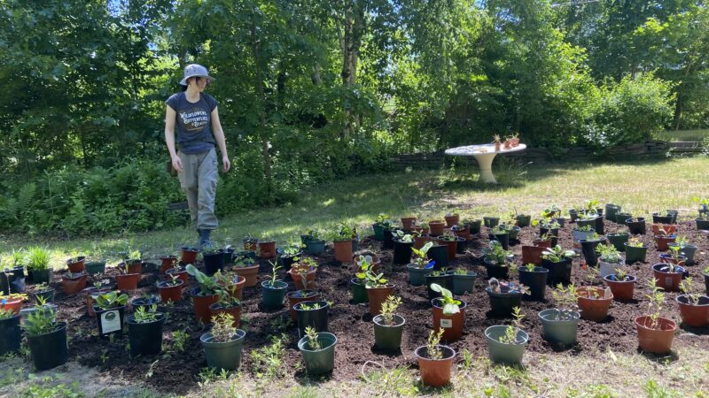 Backyard meadow landscaping is fun because you can take big risks in bold design theory, and no one else will witness the experiment's success or failures.