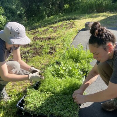 Organizing the meadow landscaping material.