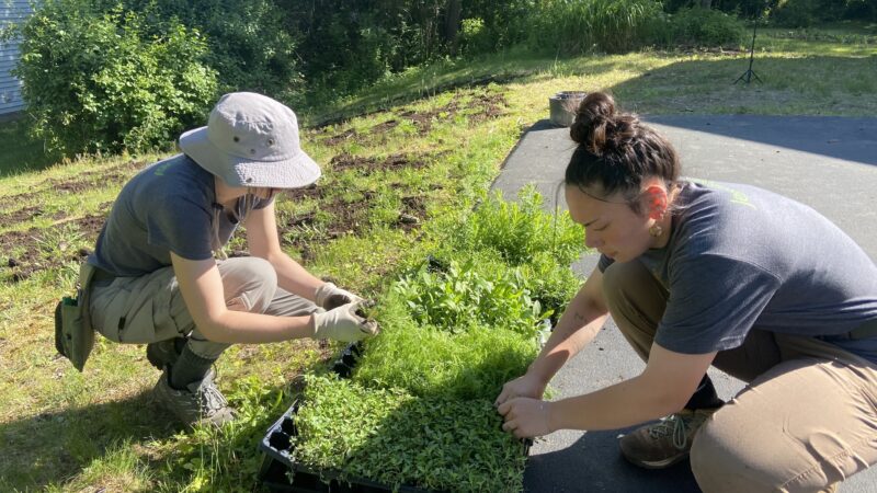 Organizing the meadow landscaping material.