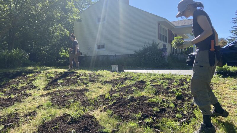 meadow landscaping