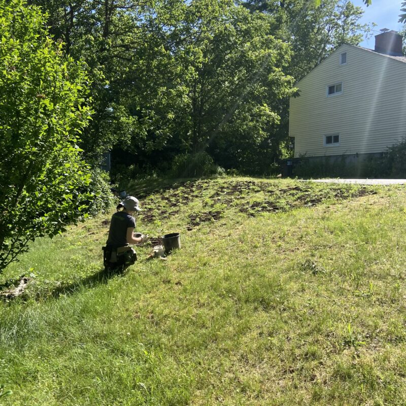 Low maintenance hillside gardens.