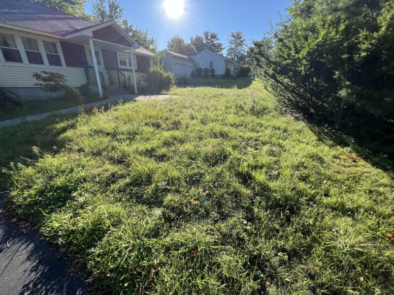 Front yard meadow landscaping can be more cultivated to please the neighbors.