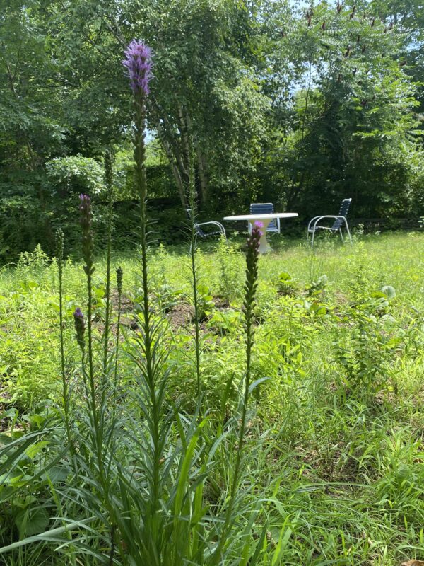 Backyard meadows are fun because they can be wilder!