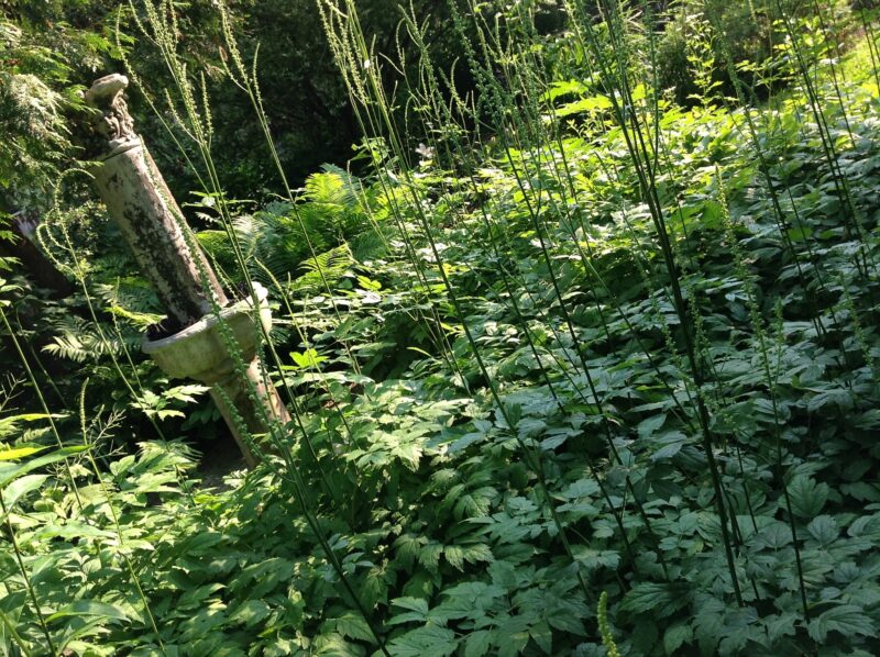 Black Cohosh in the garden.