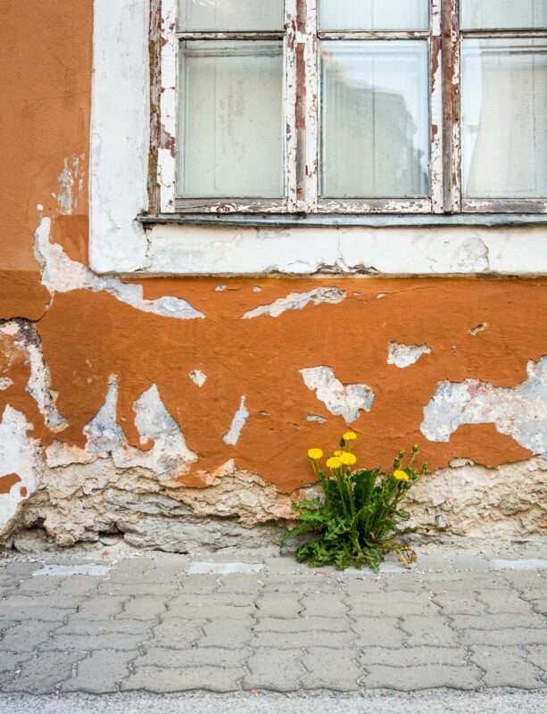 Taraxacum officinale can grow anywhere!