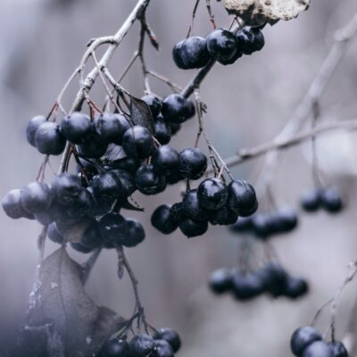 Aronia berries are native plants for New York state gardens. They fit in well with the front yard permaculture concept.