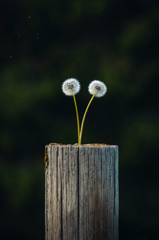 Dandelions are neutral.