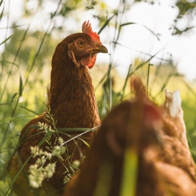 Permaculture Intro Course: How to win with chickens!