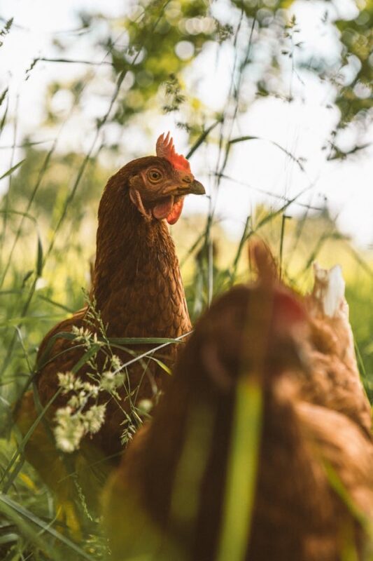 Permaculture Intro Course: How to win with chickens!