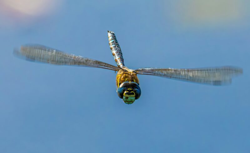 How to attract Dragonflies to your pond.