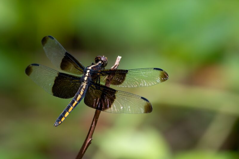 Attract Dragonflies now. Here's how: