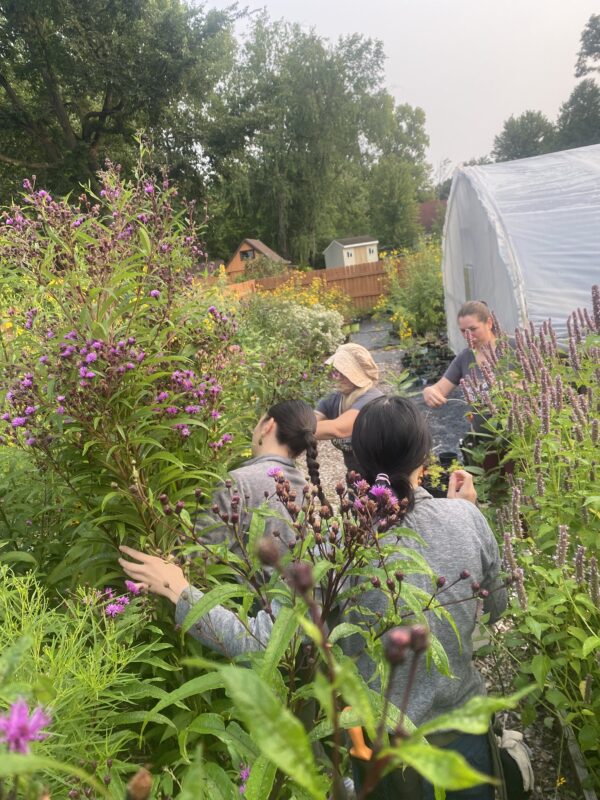 Native plant garden designer training is hands-on and happens at the Jessecology wildflower farm.