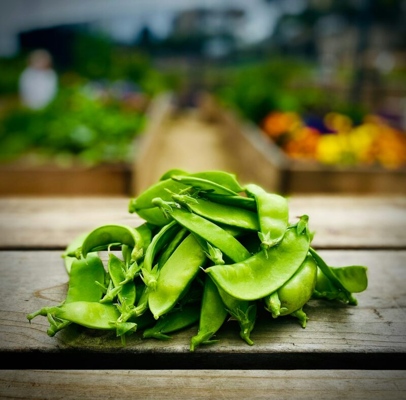 Edible food forest gardens.