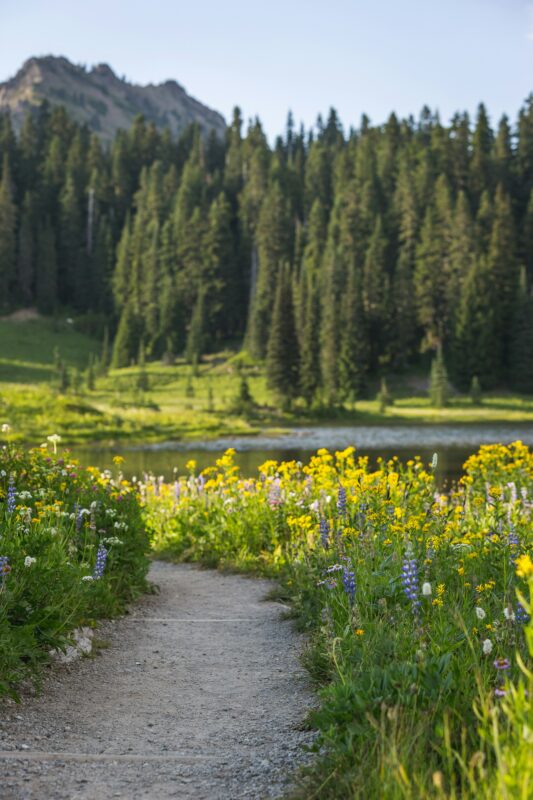Meadowscaping for biodiversity is a healthy activity.